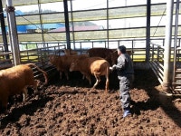 고흥군, 구제역 백신 접종 일제점검 나서  고흥군, 구제역 백신 접종 일제점검 나서