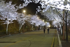 동두천시 자유수호평화박물관, 벚꽃 맞이 야간 무료개장 실시  동두천시 자유수호평화박물관, 벚꽃 맞이 야간 무료개장 실시