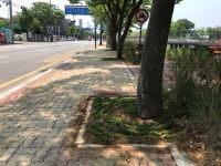 안산시 고잔1동, 가로수 꽃길 조성  안산시 고잔1동, 가로수 꽃길 조성
