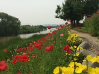 아산시 둔포면 주민자치센터, 꽃길 조성  아산시 둔포면 주민자치센터, 꽃길 조성