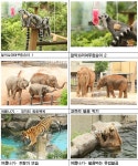 여름특식과 시원한 물샤워… 서울대공원 동물들의 폭염나기  여름특식과 시원한 물샤워… 서울대공원 동물들의 폭염나기