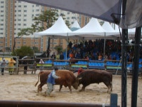 포토갤러리 상세 - 속리산면 - 행정복지센터 - 보은군소개 - 보은군청 포토갤러리 | 보은군청