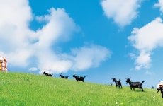 본흑염소능이삼계탕 본아이에프