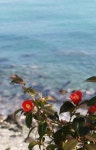 [세상읽기] 동백꽃 화사한 이날을 기다렸다 - 부산일보 [세상읽기] 동백꽃 화사한 이날을 기다렸다