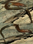 희귀 도마뱀 발견, 윤기있는 무지개 빛깔의 신종 도마뱀 - 부산일보 희귀 도마뱀 발견, 윤기있는 무지개 빛깔의 신종 도마뱀