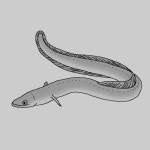 [밀물 썰물] 낙동강 민물장어 - 부산일보 [밀물 썰물] 낙동강 민물장어