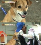 `동물농장` 화재로 사라진 집에서 하염없이 주인 기다린 똘이, 주인과... 화재로 사라진 집에서 하염없이 주인 기다린 똘이, 주인과 감격적 재회