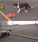 RC카 홀릭견 `광순이` vs 웰시코기 `말똥이` 동물농장 오늘의 귀염둥이는? - 부산일보 RC카 홀릭견 광순이 vs 웰시코기 말똥이 동물농장... 