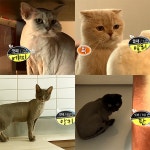 `사지 말고 입양하세요` 유기 동물 입양한 스타들 - 부산일보 사지 말고 입양하세요 유기 동물 입양한 스타들