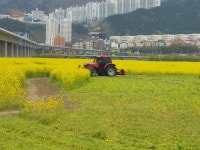 `상춘객 막자` 축구장 80배 규모 `대저생태공원 유채꽃밭`도... 부산일보 상춘객 막자 축구장 80배 규모 대저생태공원 유채꽃밭도 갈아엎는다