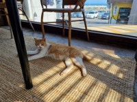 [펫플스토리] 청사포 예쁜 카페·맛집 사이 고양이 마을 아세요 - 부산일보 [펫플스토리] 청사포 예쁜 카페·맛집 사이 고양이 마을 아세요