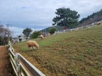 경남에 방목생태축산농장 9곳으로 늘어…친환경 동물복지 실현 - 부산일보 경남에 방목생태축산농장 9곳으로 늘어…친환경 동물복지 실현