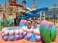 [영상] 초여름 날씨, 공원 대신 워터파크로… 완전 물 만났개! - 부산일보 [영상] 초여름 날씨, 공원 대신 워터파크로… 완전 물 만났개!