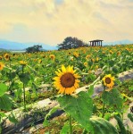 함안 강주마을 해바라기 축제, 3년 만에 열린다 - 부산일보 함안 강주마을 해바라기 축제, 3년 만에 열린다