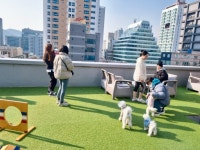 전포1동 마을복지계획사업, `개랑 나랑 전포사랑` 진행 - 부산일보 전포1동 마을복지계획사업, 개랑 나랑 전포사랑 진행