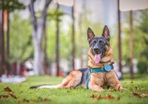 [펫플스토리] “반려동물의 진짜 미소를 담고 싶어요” - 부산일보 [펫플스토리] “반려동물의 진짜 미소를 담고 싶어요”