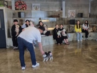 나랑 전포 사랑` 반려견 훈견교육 모임 진행 - 부산일보 전포1동 마을복지계획, 개랑 나랑 전포 사랑 반려견 훈견교육 모임 진행