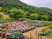 가덕도 외양포, 여름꽃의 여왕 수국 만개해 절정 - 부산일보 가덕도 외양포, 여름꽃의 여왕 수국 만개해 절정