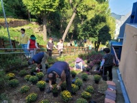 좌천동, 가을맞이 좌천체육공원 국화식재 - 부산일보 좌천동, 가을맞이 좌천체육공원 국화식재