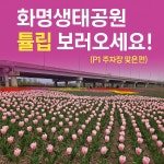 낙동강 사업홍보 - 화명생태공원 튤립단지 : 부산광역시 낙동강관리본부 부산광역시 낙동강관리본부