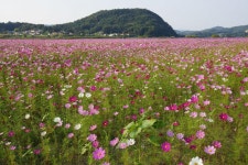 구드래공원 > 관광지사진 > 부여군 관광정보 > 부여문화관광