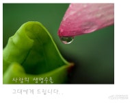 연잎사랑 - 전체 - 자동차 중고차 커뮤니티 카앤포토