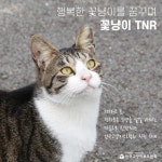 공지사항 - 2020년 꽃냥이 TNR 지원 시작 합니다~! 발정,출산 벗어나고 행복한 묘생을 위해~