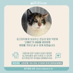 공지사항 - 화살 맞은 길고양이 고흥이 무사히 치료를 마쳤습니다.