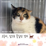 공지사항 - 화살 맞은 길고양이 고흥이 무사히 치료를 마쳤습니다.