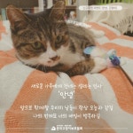 공지사항 - [#안녕,고양이] 신규정기후원/후원증액으로 2021년 고양이들에게 따뜻한 인사를 건네주세요. 안녕키트 신청 가능합니다.