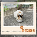 공지사항 - [마감][#든든캠페인_6월] 길고양이의 든든한 한 끼, 캐츠맘을 신청해주세요 (1인 캐츠맘10kg)