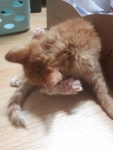 오늘의 인사 - 안녕하세요. 저는 고양...