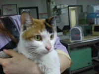 돌봄 길냥이 - 코니......