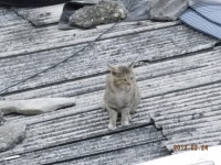 돌봄 길냥이 - 두 녀석은 많은 생각을 하게 만듭니다.