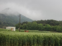 돌봄 길냥이 - 2014 삼천포 들판의 고양이