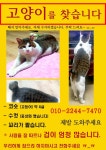 돌봄 길냥이 - 하계동 중평초등학교 근처.. 길냥이 였던 우리 아이....도와주세요...