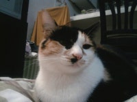 돌봄 길냥이 - 우리애옹인 산냥이였답니다