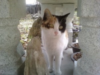 돌봄 길냥이 - 행복한 고순이,야순이 사진투척~!