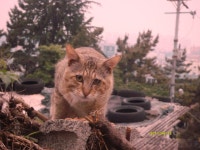 돌봄 길냥이 - 무량하오.