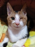 돌봄 길냥이 - 대구 도도 소식입니다,,,,^^