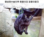 돌봄 길냥이 - 낭만냥씨들 4공주 2왕좌