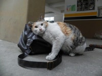 돌봄 길냥이 - [길고양이] 이것도 좋아, 저것도 좋아