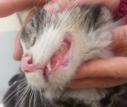 돌봄 길냥이 - 꽃냥이 치료&TNR후기예요 돌봄 길냥이 - 꽃냥이 치료&amp;TNR후기예요