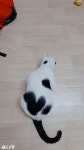 돌봄 길냥이 - [ 찾았습니다!! ]성남시 고양이를 찾습니다ㅜ