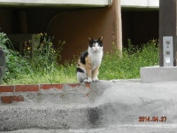 돌봄 길냥이 - 티엔알 한 냥이들 잘 살고 있어요