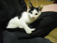 돌봄 길냥이 - 꼬맹이를 소개합니다.