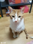돌봄 길냥이 - [찾았습니다] 인천 서구 고양이를찾습니다 부탁드립니다