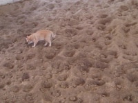 돌봄 길냥이 - 부자 돌이 화장실 보세요