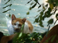 돌봄 길냥이 - 나리네 아이들......