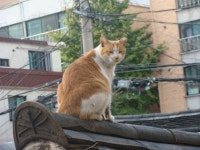 돌봄 길냥이 - 금쪽같은 내 새끼들이 어느정도 안정을 찿은것같아요
